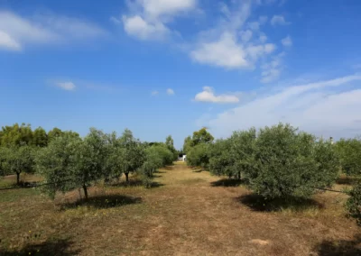 Una vista degli oliveti che circondano la Locanda dell'Enzo